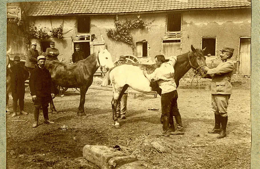 On maquille les chevaux à l’ambulance au permanganate - Album de photographies du Docteur Collignon - Musée de la Grande Guerre, Meaux